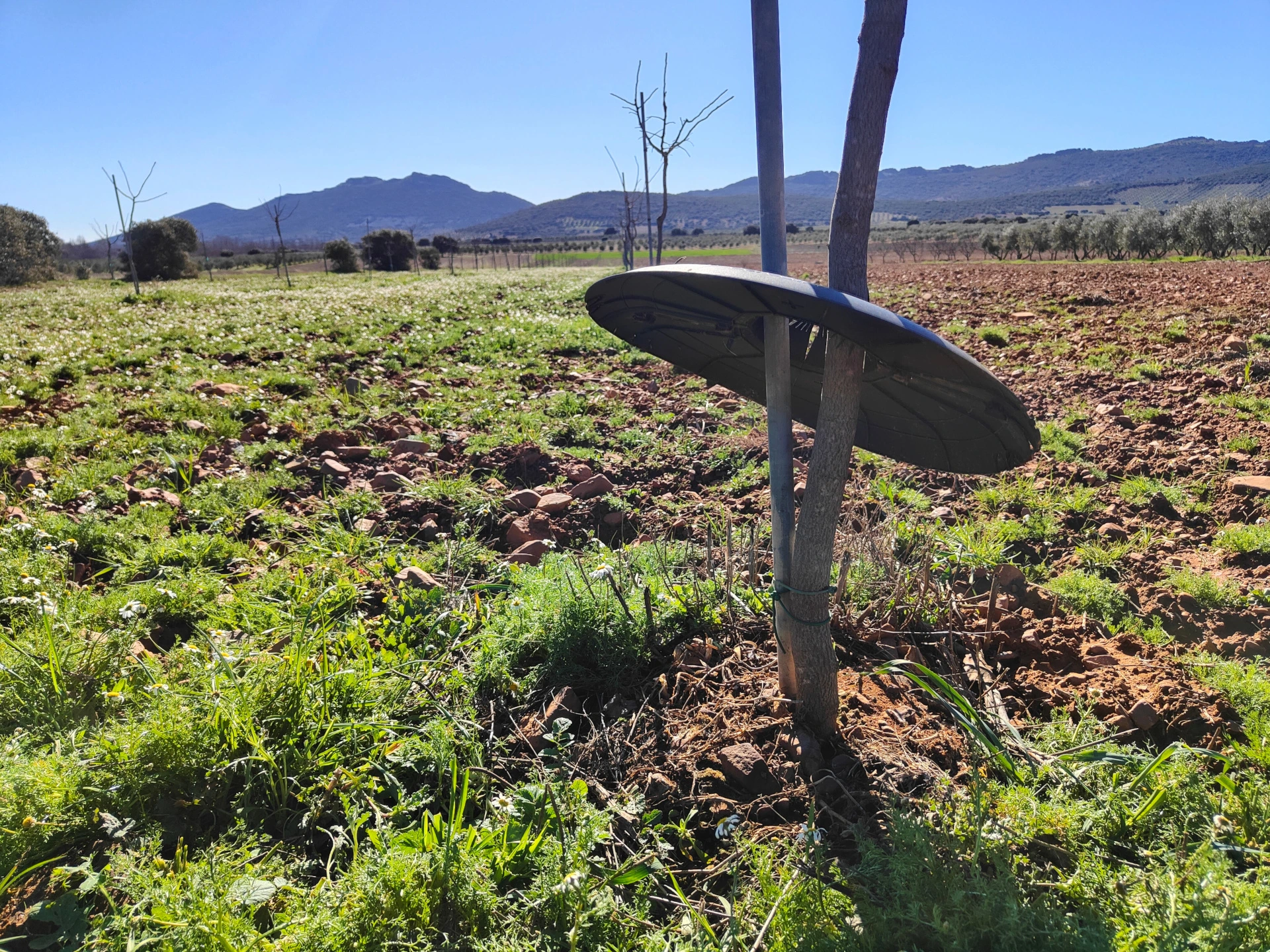 Beredisk levantado sin hierba